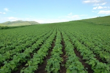 Mung-beans-farm