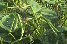 Pods-of-Mung-beans