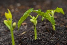 Sprouts-of-Mung-beans