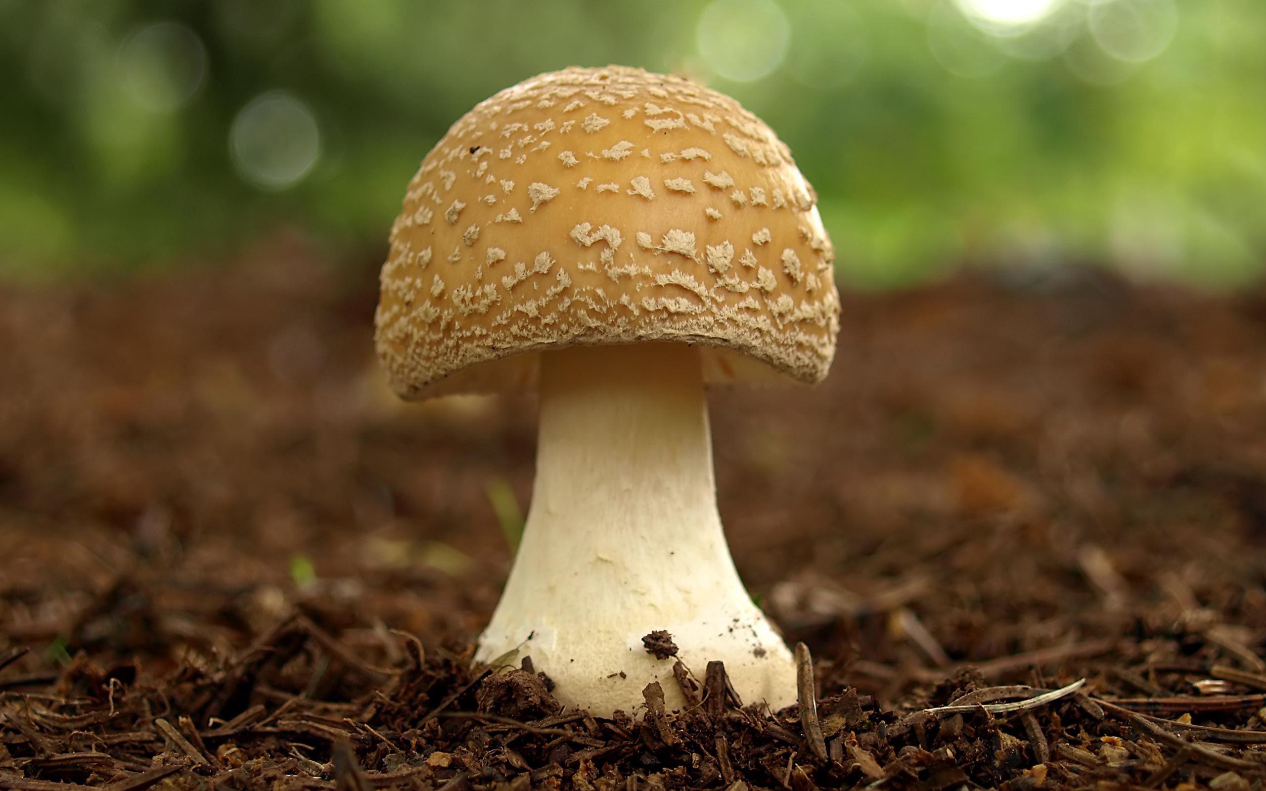 Mushroom-2
