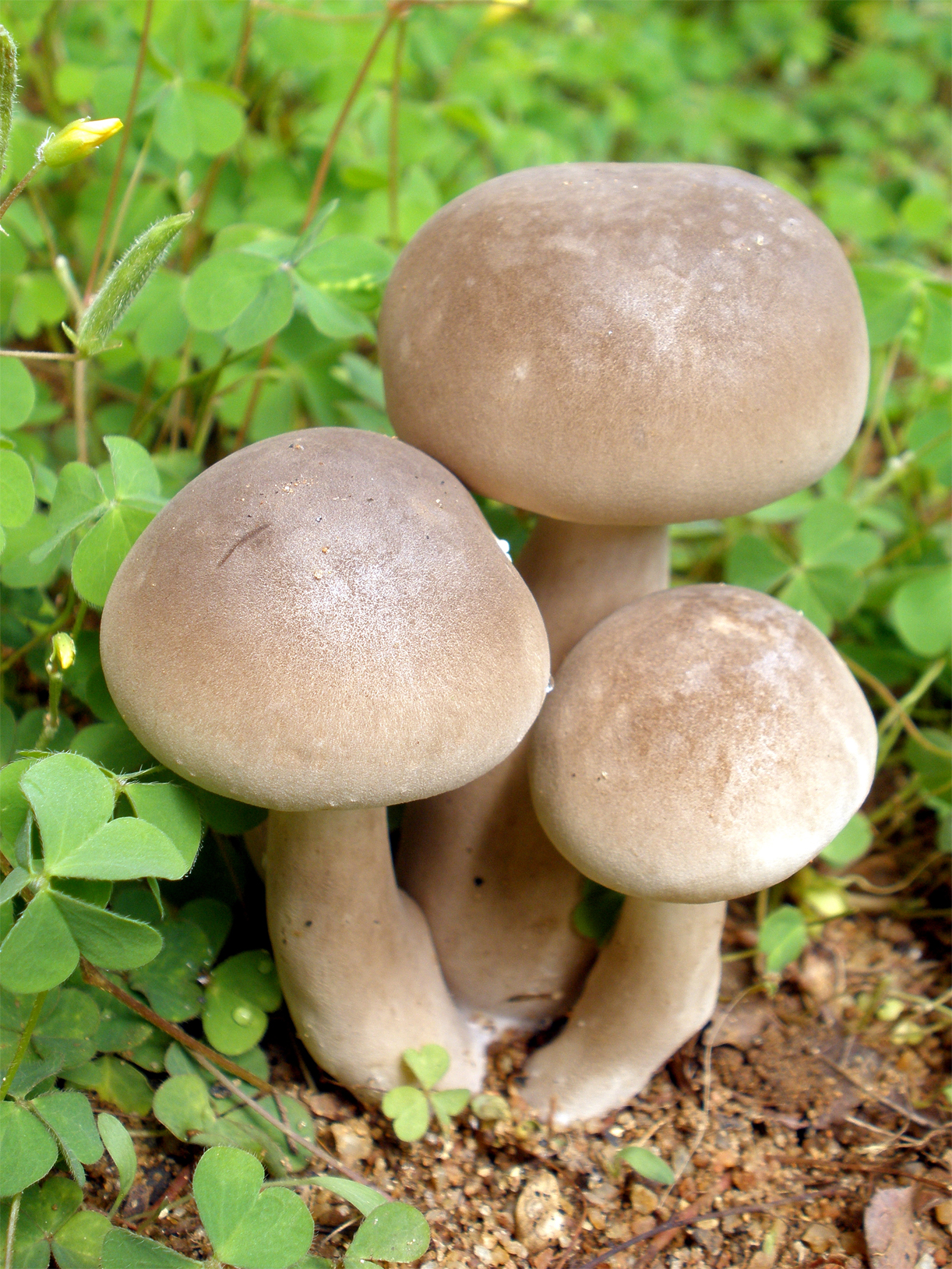 Mushroom-8