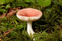 Mushroom-1