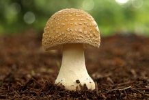 Mushroom-2