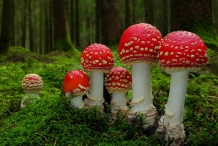 Mushroom-3