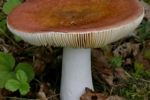 Mushroom-4