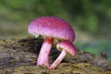 Mushroom-5