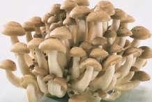 Mushroom-6