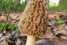 Mushroom-7