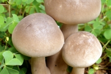 Mushroom-8