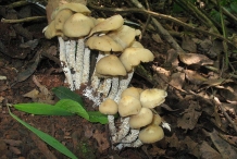 Mushroom-9