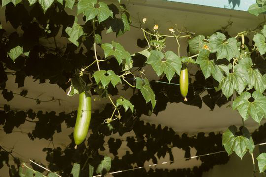 Musk-Cucumber--Plant