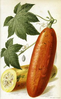 Musk-Cucumber-plant-Illustrstion