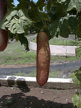 Ripe-Musk-Cucumber-on-the-plant