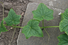 Leaves-of-Musk-Cucumber
