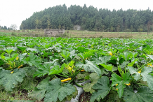 Musk-Cucumber-Farm