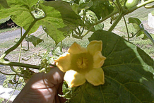Musk-Cucumber-Flower
