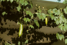 Musk-Cucumber--Plant