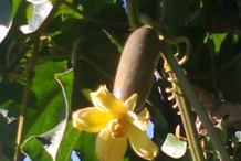 Musk-Cucumber--on-the-plant