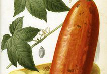 Musk-Cucumber-plant-Illustrstion