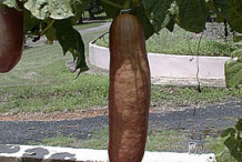 Ripe-Musk-Cucumber-on-the-plant