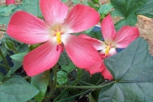 Musk-mallow-Ambrette