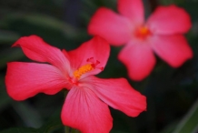 Musk-mallow-Fautia