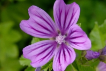 Musk-mallow-Kasturi