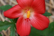 Musk-mallow-Mushk dana