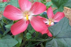 Musk-mallow-Ambrette