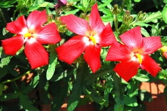 Musk-mallow-Gandapura
