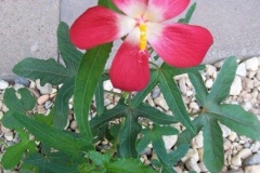 Musk-mallow-Jangli bhenda