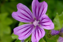 Musk-mallow-Kasturi