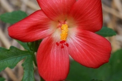 Musk-mallow-Mushk dana