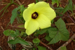 Musk-mallow-Musk okra