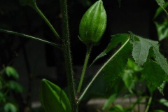 Musk-mallow-Musk seed