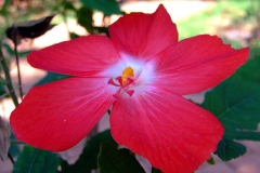 Musk-mallow-Rose of Sharon