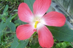 Musk-mallow-Tropical jewel-hibiscus