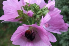 Musk-mallow-Vegetable musk plant
