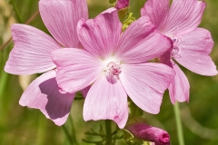 Musk-mallow-Wakiwaki