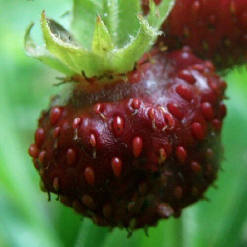 Closer-view-of-fruit-of-Musk-strawberry