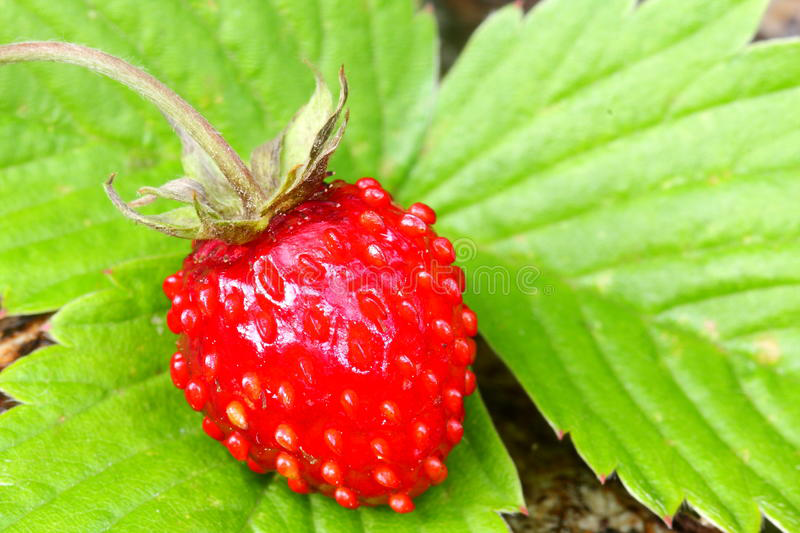 Fruit-of-Musk-strawberry