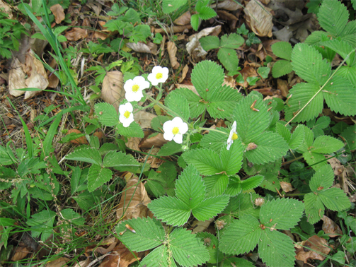 Musk-strawberry-plant-growing-wild