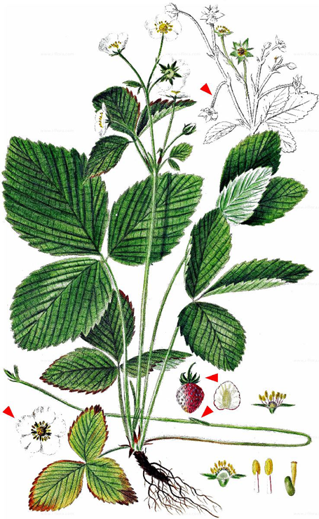 Plant-illustration-of-Musk-strawberry