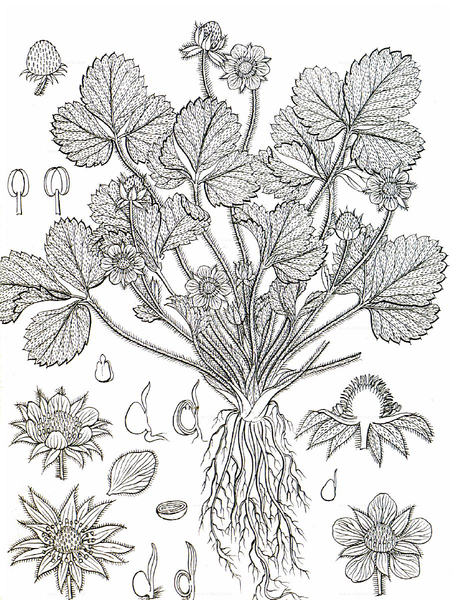 Sketch-of-Musk-strawberry