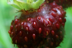 Closer-view-of-fruit-of-Musk-strawberry