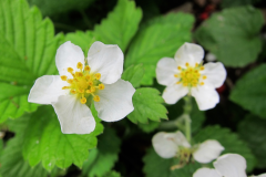 Flower-of-Musk-strawberry