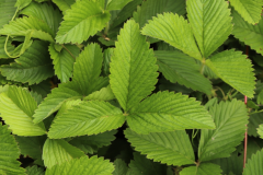 Leaves-of-Musk-strawberry