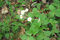 Musk-strawberry-plant-growing-wild