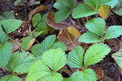 Musk-strawberry-plant
