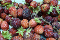 Musk-strawberry